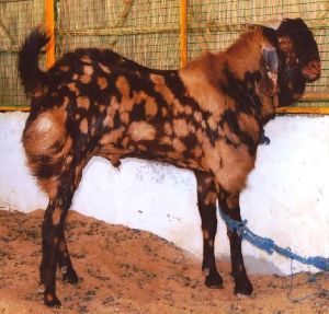 Sirohi Goat Contract Farming