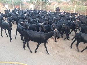 Osmanabadi Goat