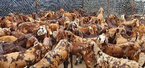 Sirohi Goat Contract Farming