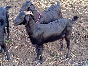 Osmanabadi Goat