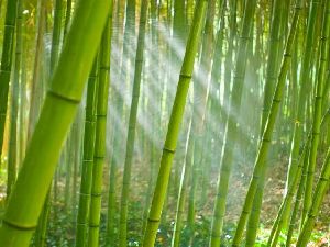 Bamboo Contract Farming