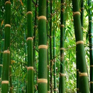 Bamboo Contract Farming