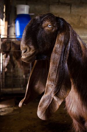 Beetal Goat