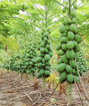 Papaya Contract Farming