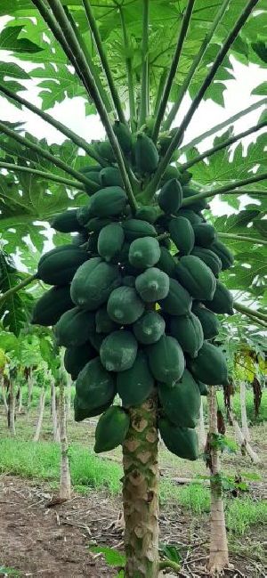 Papaya Contract Farming