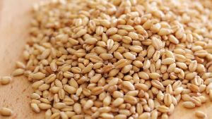 Wheat Seeds