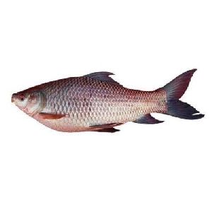 Rohu Fish