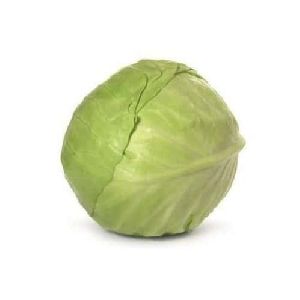 Fresh Cabbage