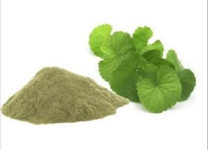 Brahmi Extract Powder