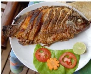 Tilapia Fish