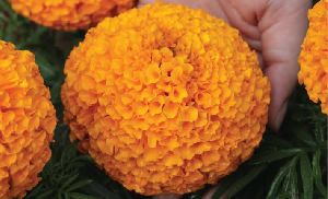 Fresh Marigold flowers