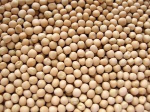 White Chickpeas