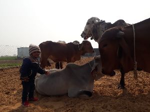 Cow A2 Ghee