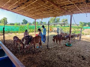 Cow A2 Ghee