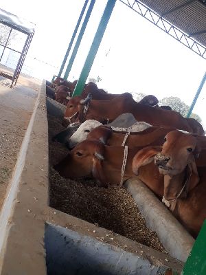 Cow A2 Ghee