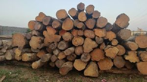 Colombia Teak Wood Logs