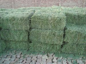 Alfalfa Hay Grass