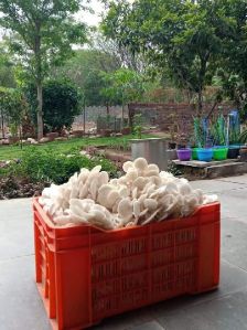 Fresh Oyster Mushroom