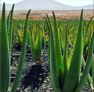 Aloe Vera Leaves