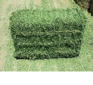 Fresh Green Alfalfa Hay