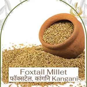 foxtail millet