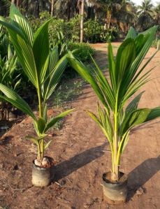 Coconut Saplings