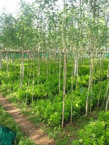 White Sandalwood Plants