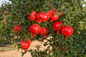 Fresh pomegranate