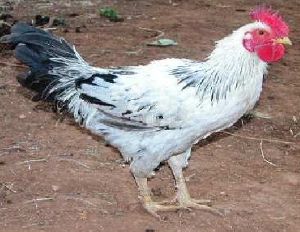 Live Busra Chicken