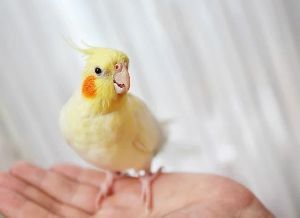 Live Cockatiel Bird