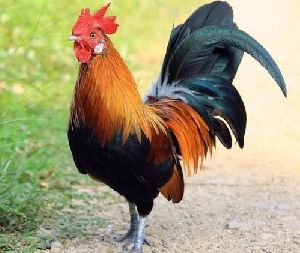 Live Jharsim Chicken