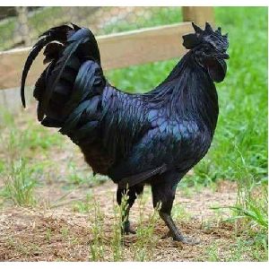 Live Kadaknath Chicken