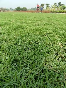 Australian Lawn Grass