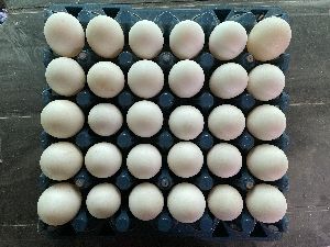 Khaki Campbell Duck Eggs