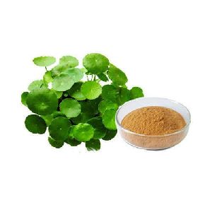 Bacopa Monnieri Extract