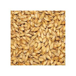 Barley Seeds