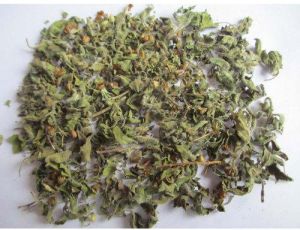 Dried Tulsi Leaves