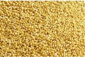 Yellow Millets