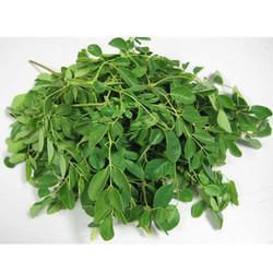 Organic Moringa Oleifera Leaves