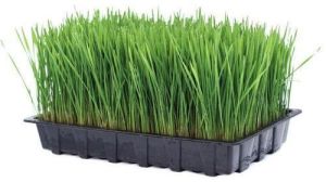 Organic Wheatgrass