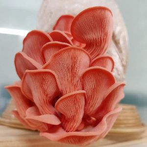 Pink Oyster Mushroom