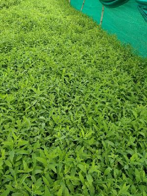 White Sandalwood Plants