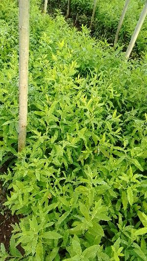 White Sandalwood Plants