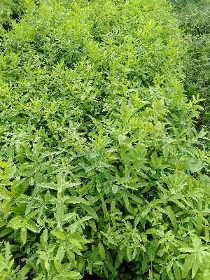 White Sandalwood Plants