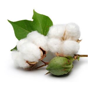 cotton seeds