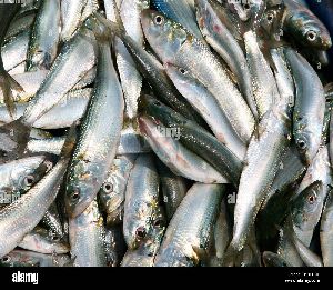 Live Sardine Fish