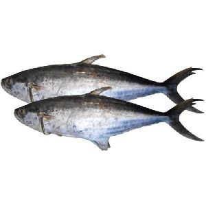 Live Surmai Fish