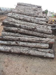 Teak wood - pine logs