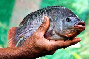 Tilapia Fish