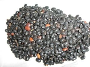 Ratanjot Seeds